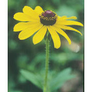 Black-Eyed Susan Dropper, 1 oz, Flower Essence Services Discount