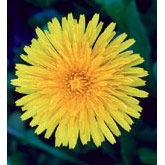 Dandelion Dropper, 1 oz, Flower Essence Services on Sale